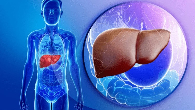 Сколько стоит печень человека Трансплантация Печень Пересадка Органы Медицина Люди Здоровье 