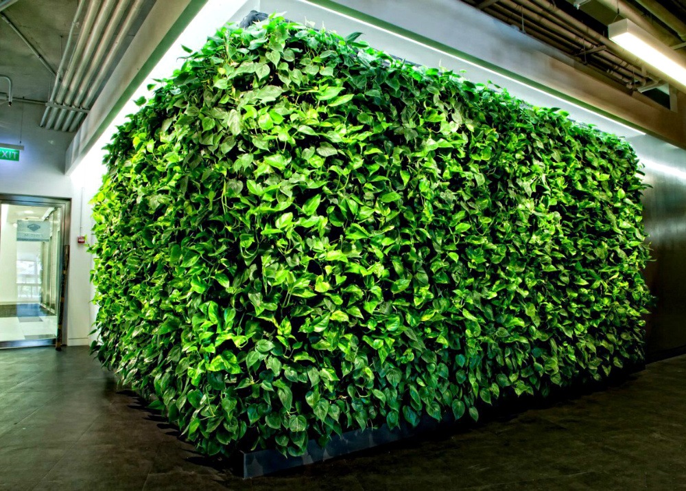 Создание стен из растений